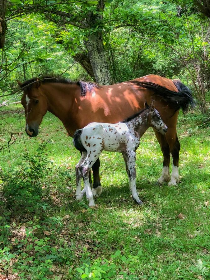 Agriturismo Casa Turchetti Comano  Dış mekan fotoğraf